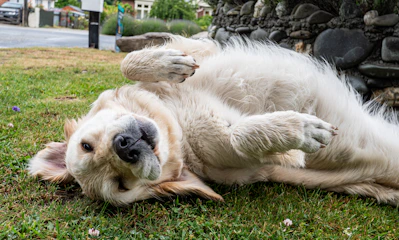 a white dog rolling around in the grass