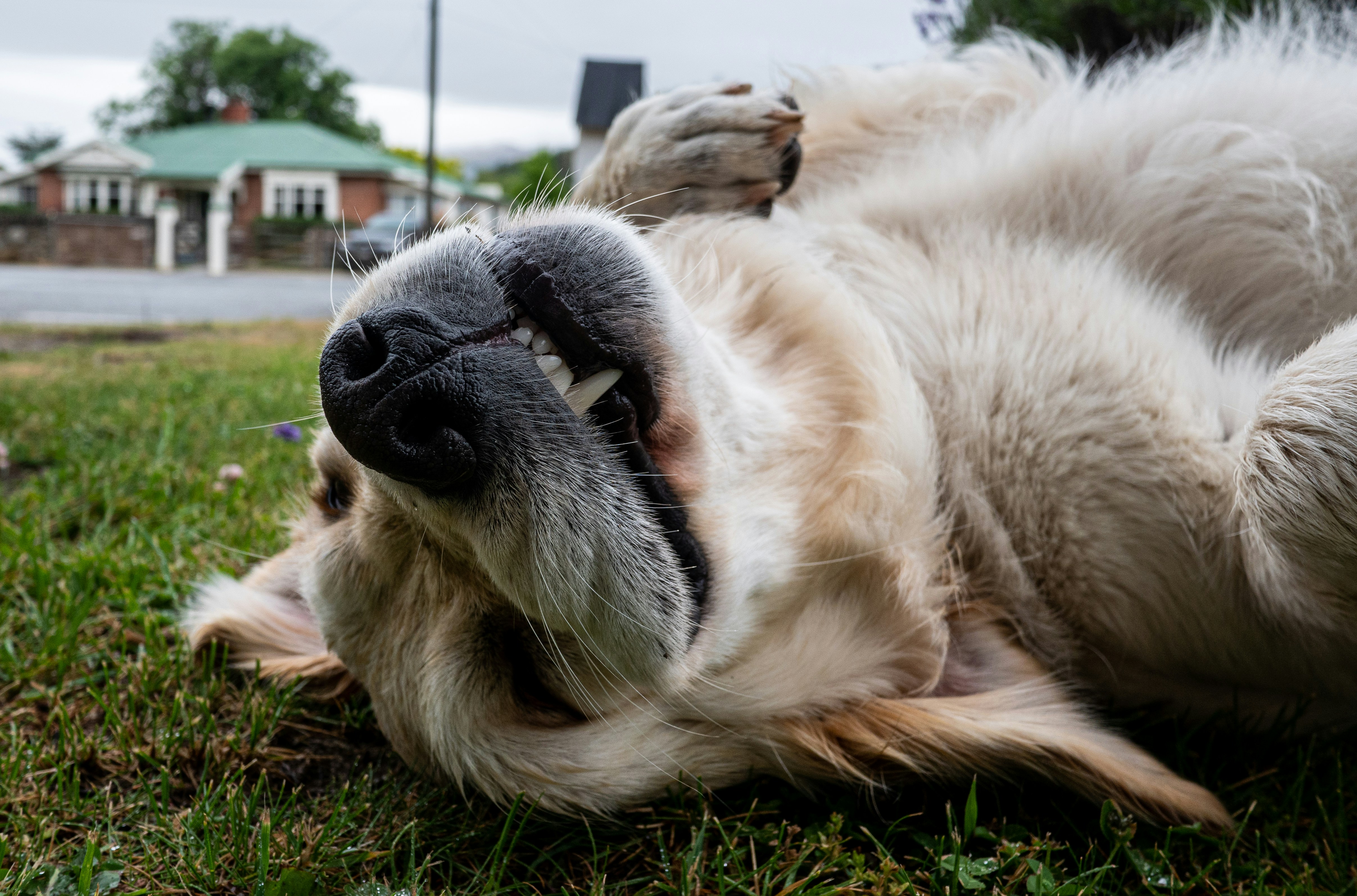 How Dogs Use Panting for Emotional Regulation