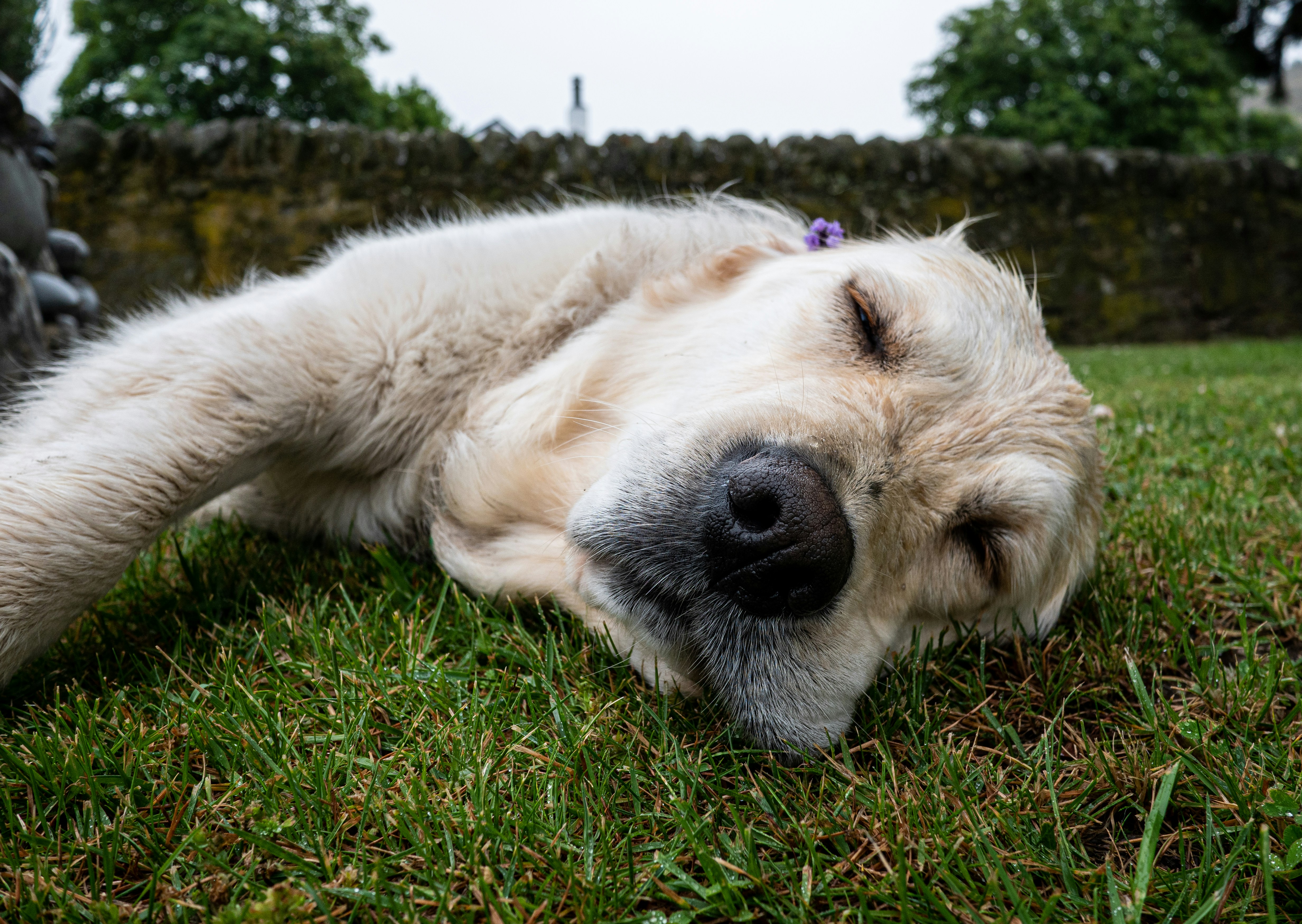 A white dog laying on top of a lush green field photo – Free Image on ...