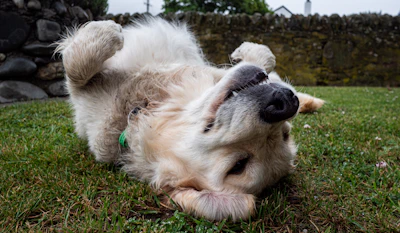 a dog rolling around on its back in the grass