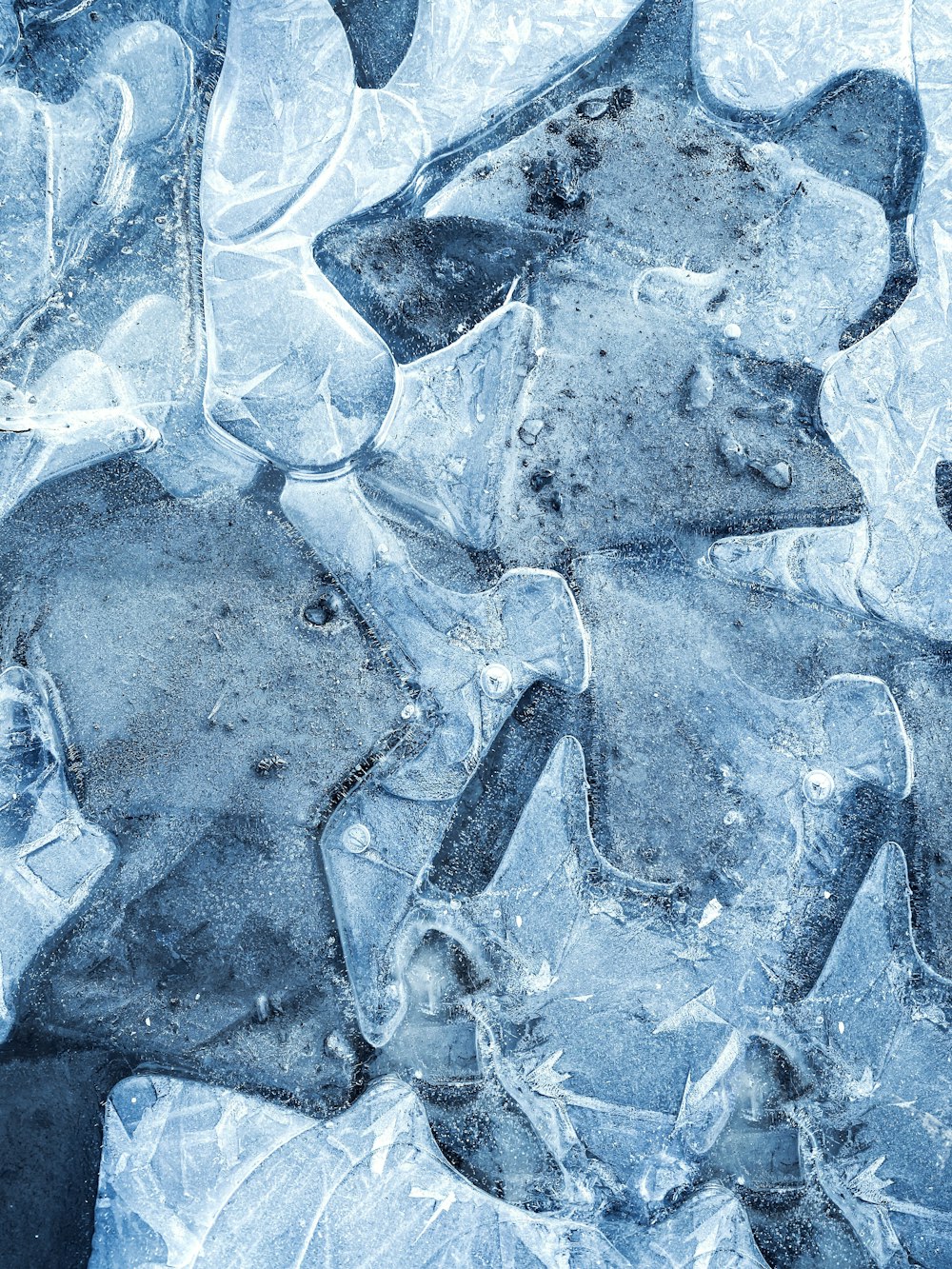 a group of fish sitting on top of ice