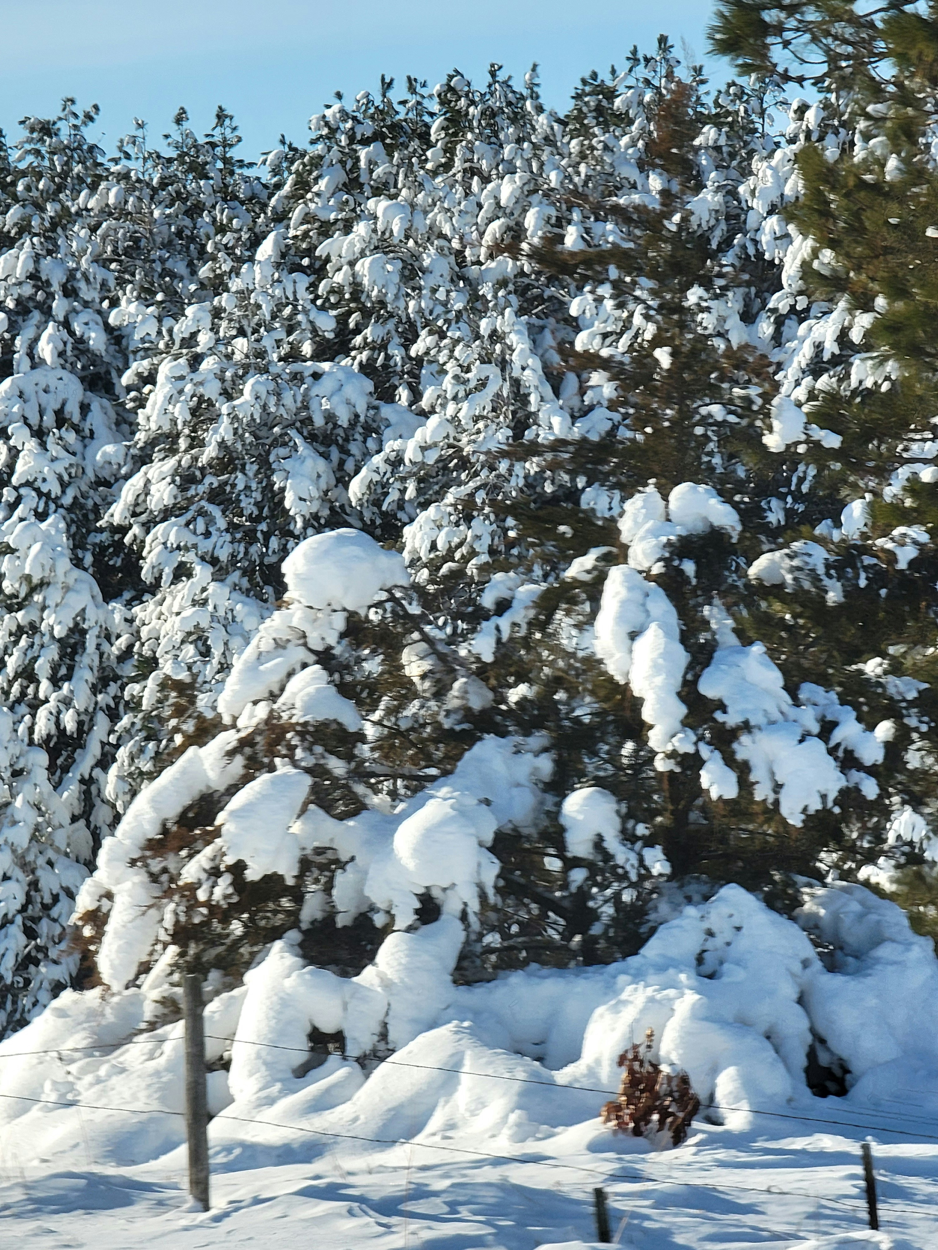 Photo by patrishia_renee