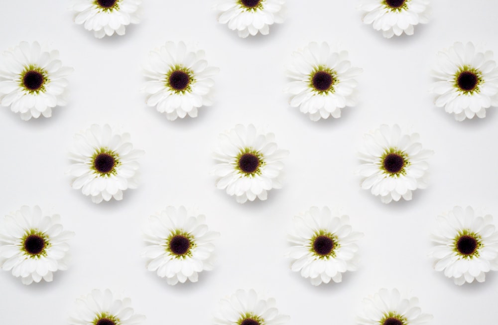 a group of white and brown flowers on a white surface