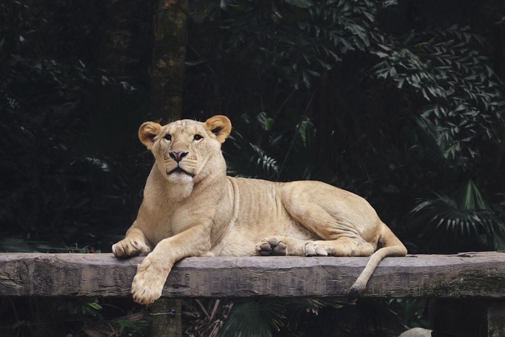 a large lion laying on top of a wooden bridge