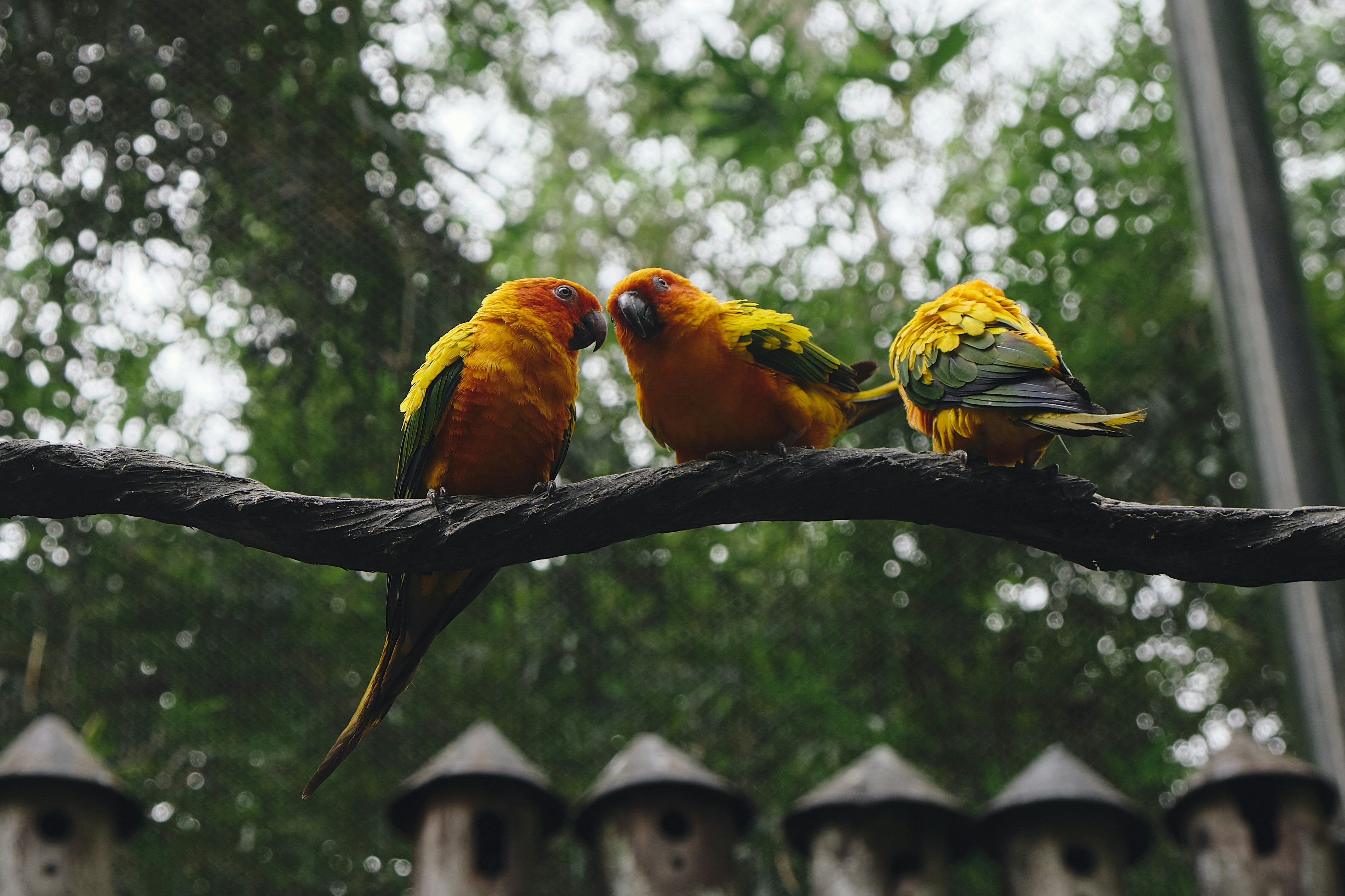 three colorful birds are sitting on a branch
