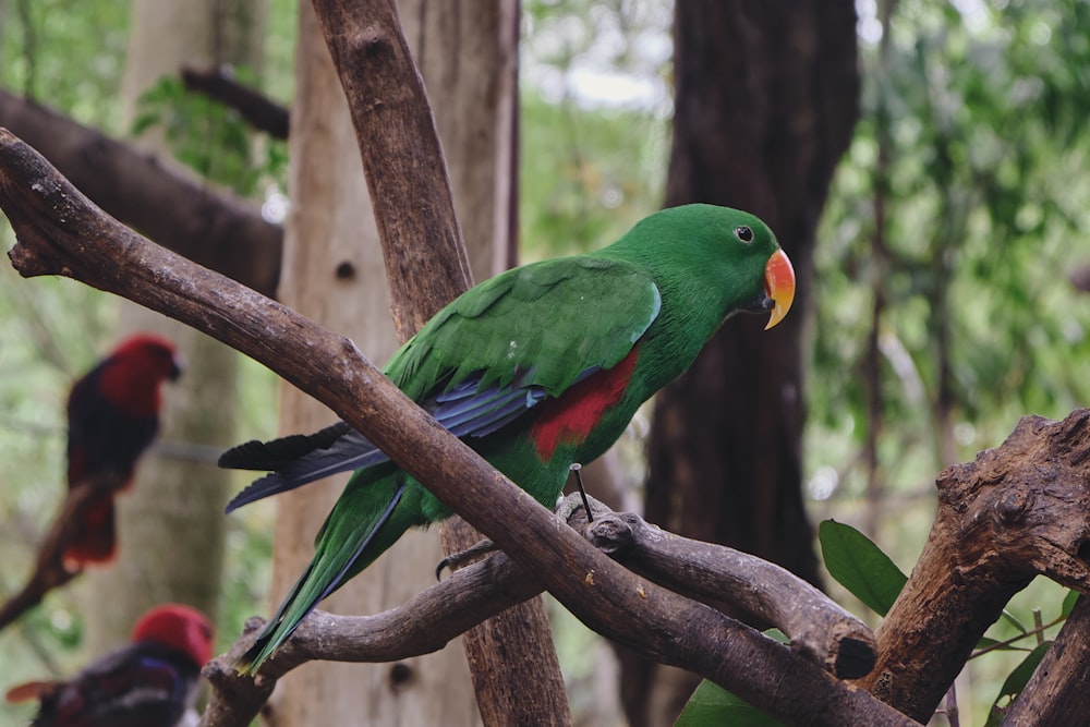 um papagaio verde empoleirado em um galho de árvore