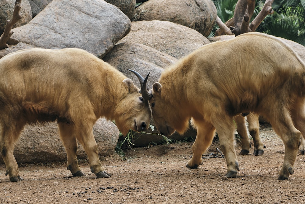 Un par de animales que están parados en la tierra