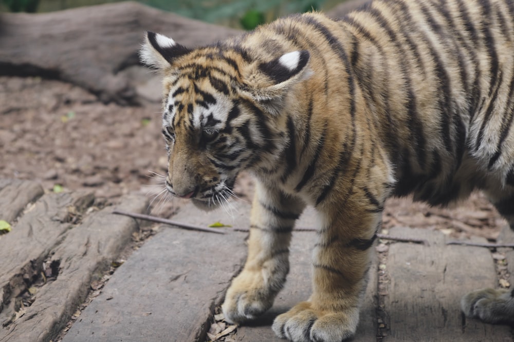 a small tiger walking across a stone walkway