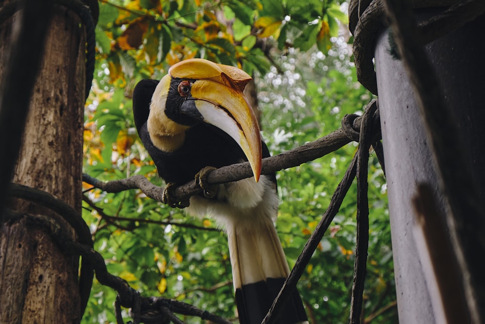 um pássaro preto e branco com um bico amarelo