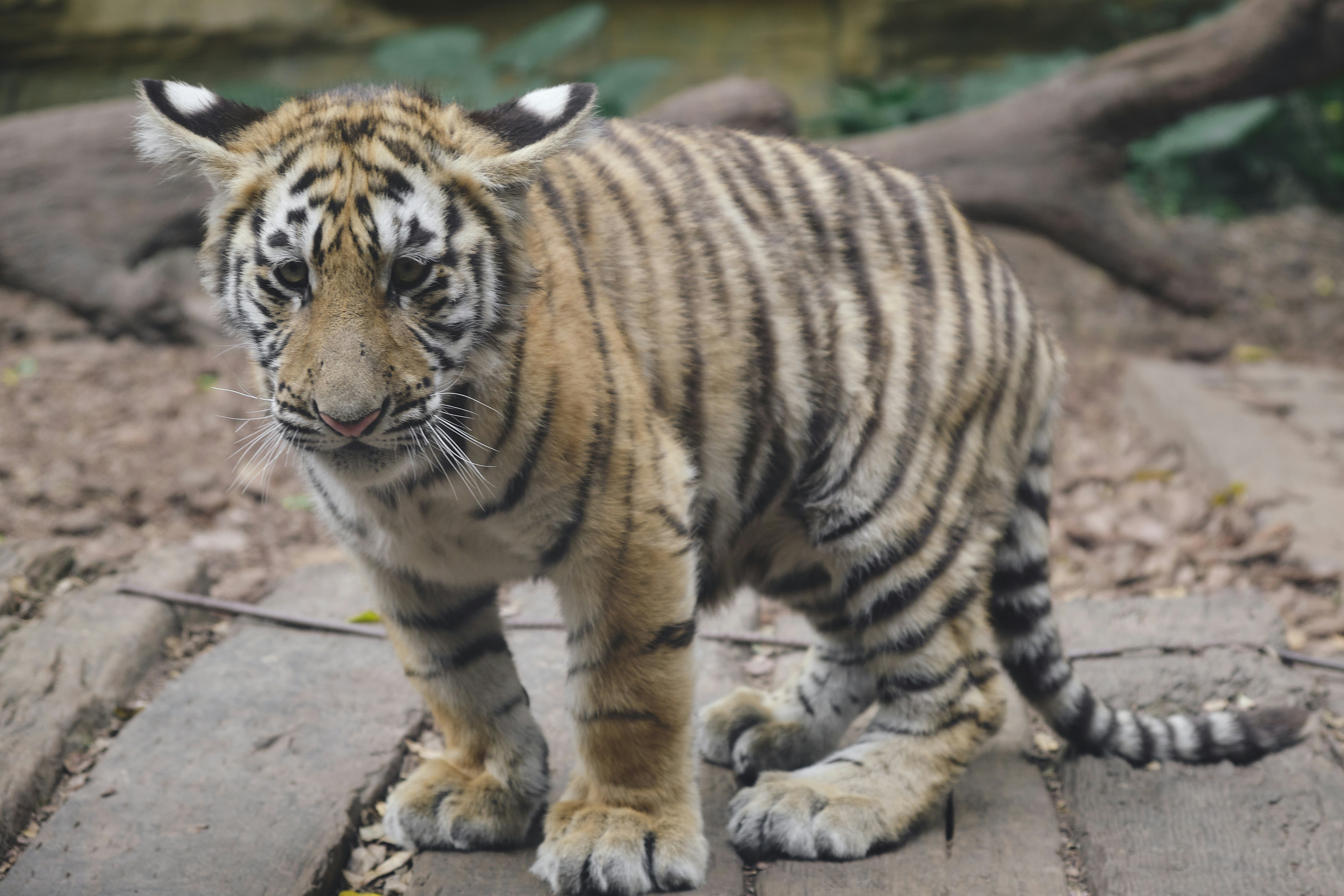 Baby Tiger, image size:3000x2000