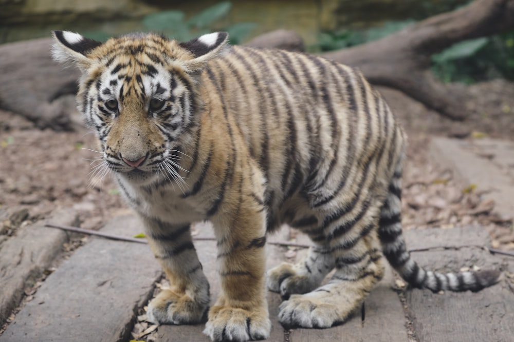 um tigre pequeno de pé em uma plataforma de madeira