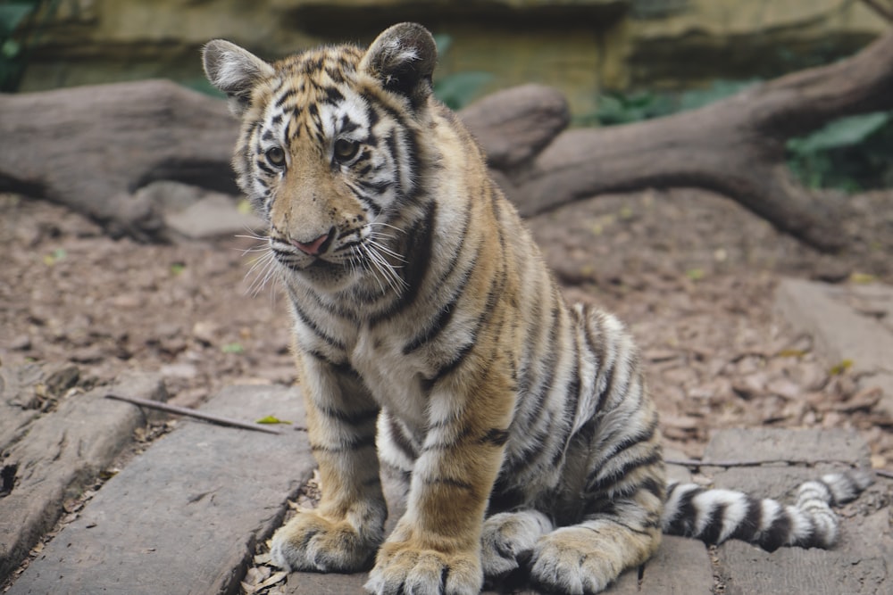 a tiger sitting on a rock in a zoo