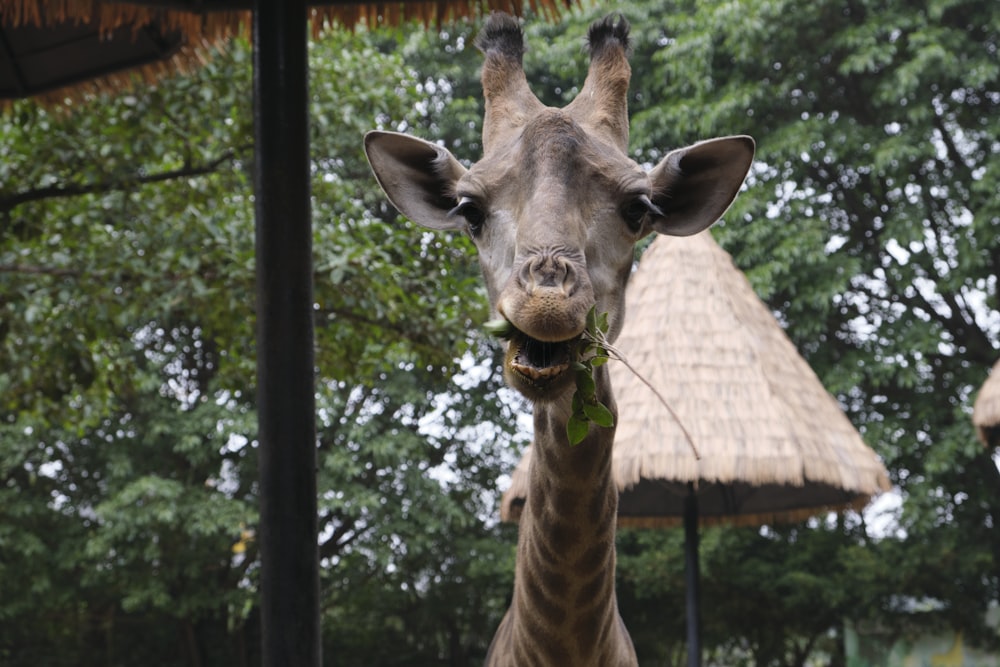 Une girafe mangeant des feuilles dans un enclos de zoo