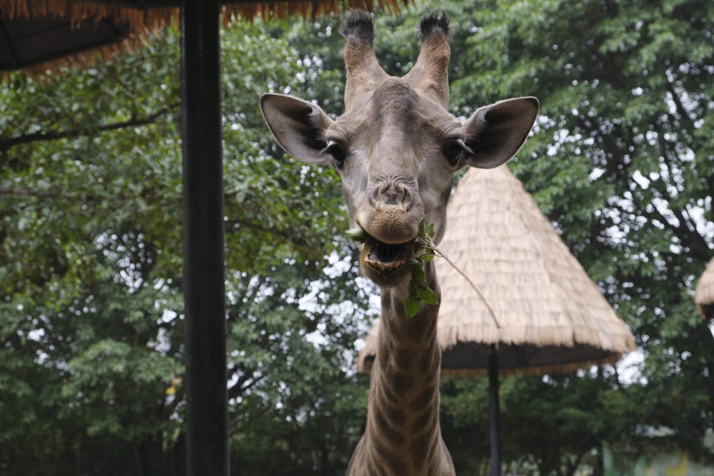 a giraffe eating leaves in a zoo enclosure