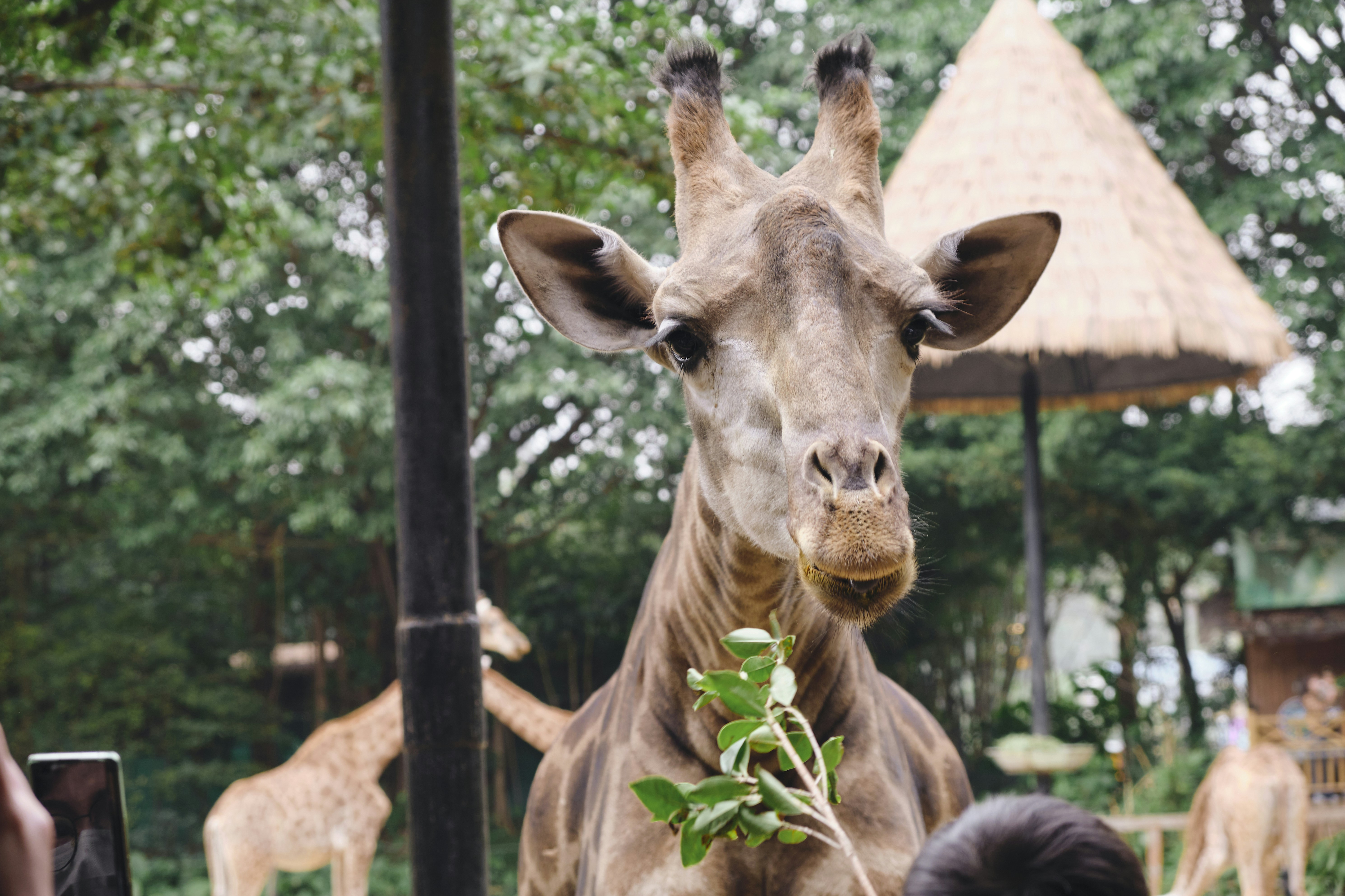 a giraffe standing next to a lush green forest
