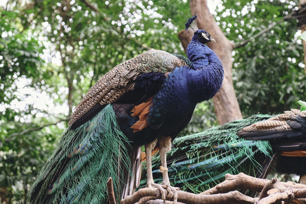 a peacock standing on top of a tree branch