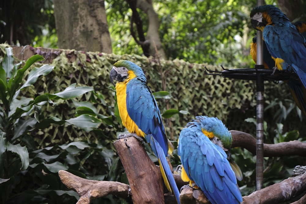 three blue and yellow parrots sitting on a tree branch