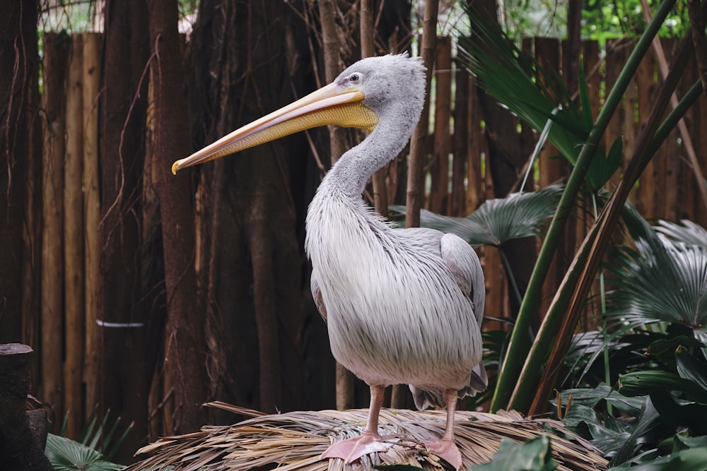 a bird with a long beak standing on a nest