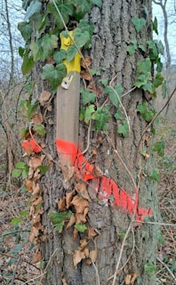 A tree trunk is partially covered with ivy and has a wooden plank attached to it, marked with bright yellow and red paint. The paint seems to create directional or warning marks. The surrounding area is filled with more ivy and dry leaves, suggesting a natural, possibly forest-like environment.