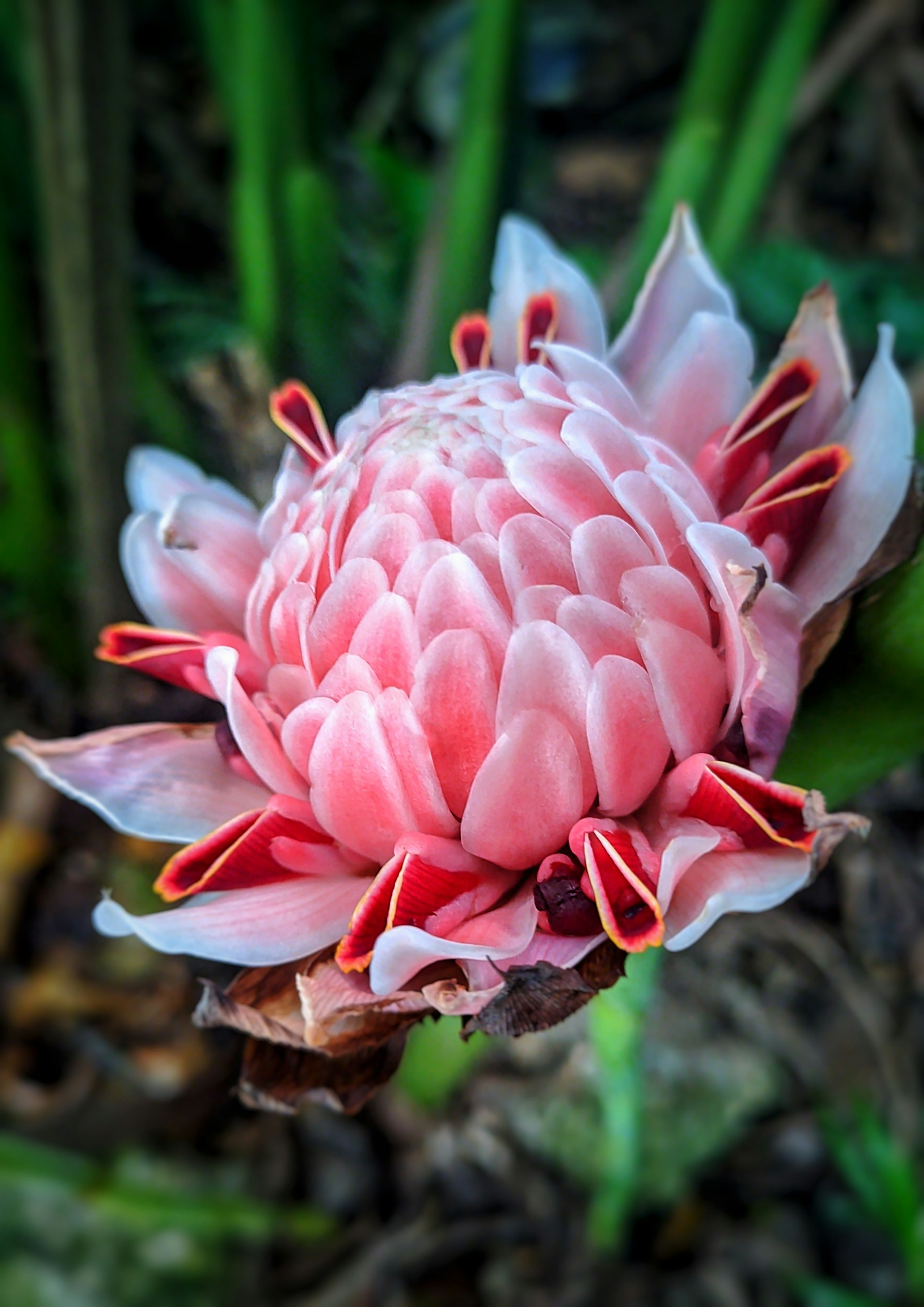 Photo by shook_harun