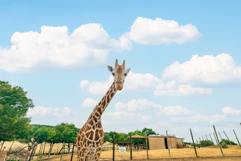 a giraffe standing in a fenced in area