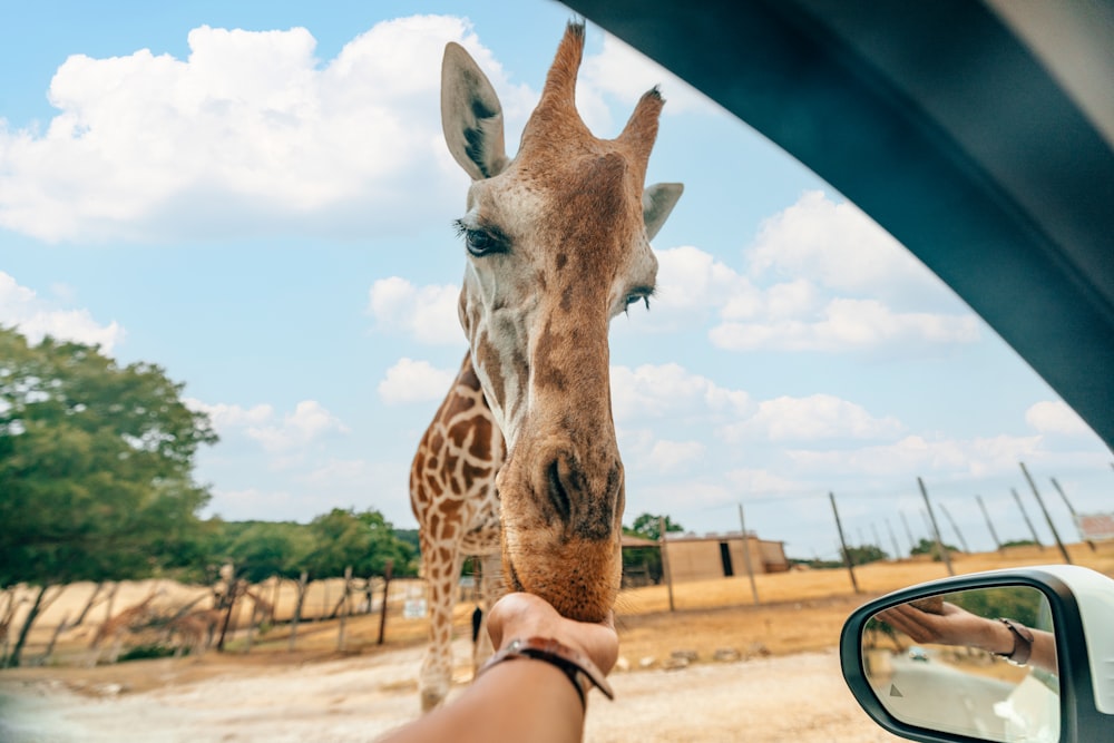 a giraffe sticking its head out of a car window