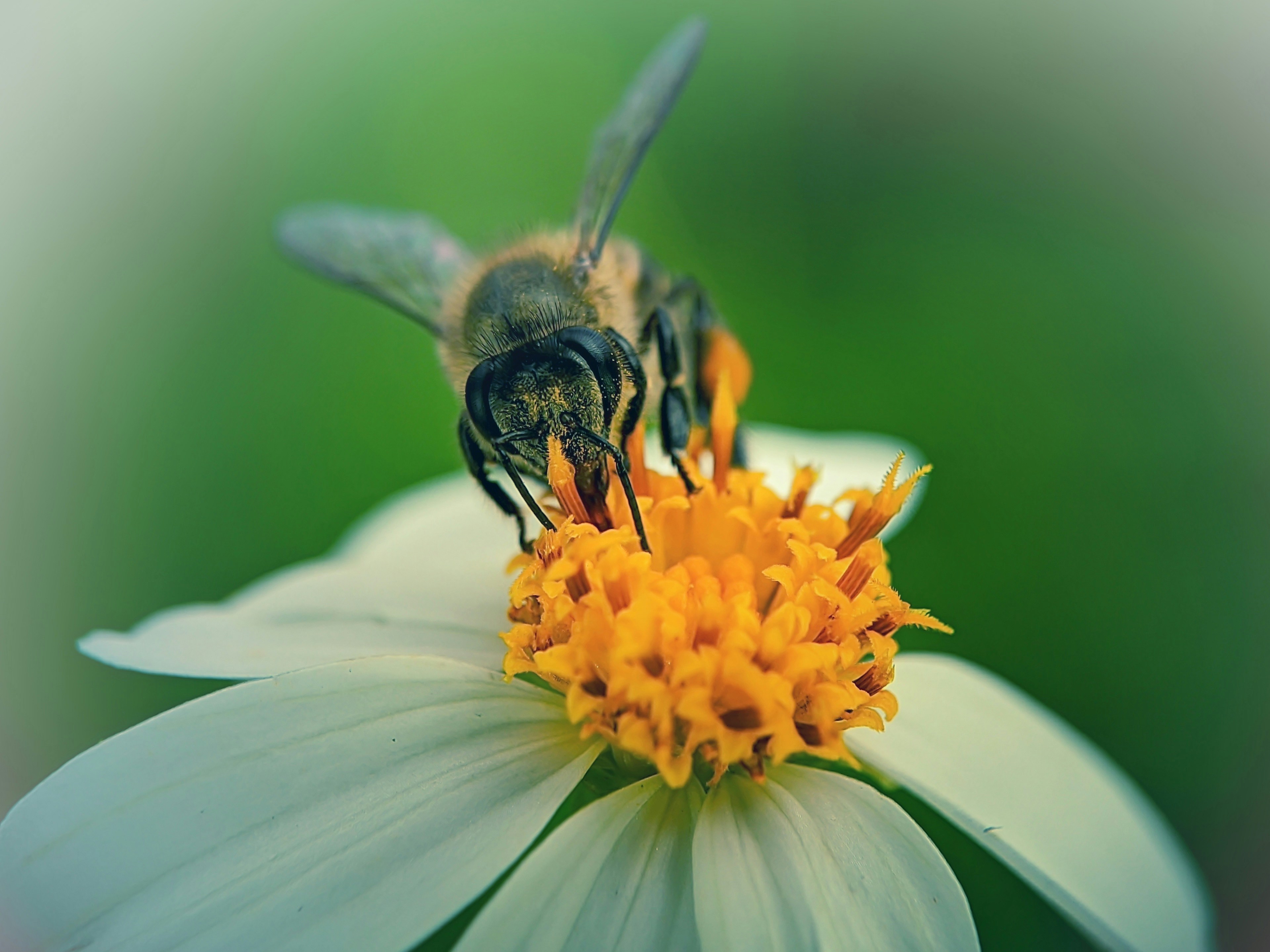 Photo by shook_harun