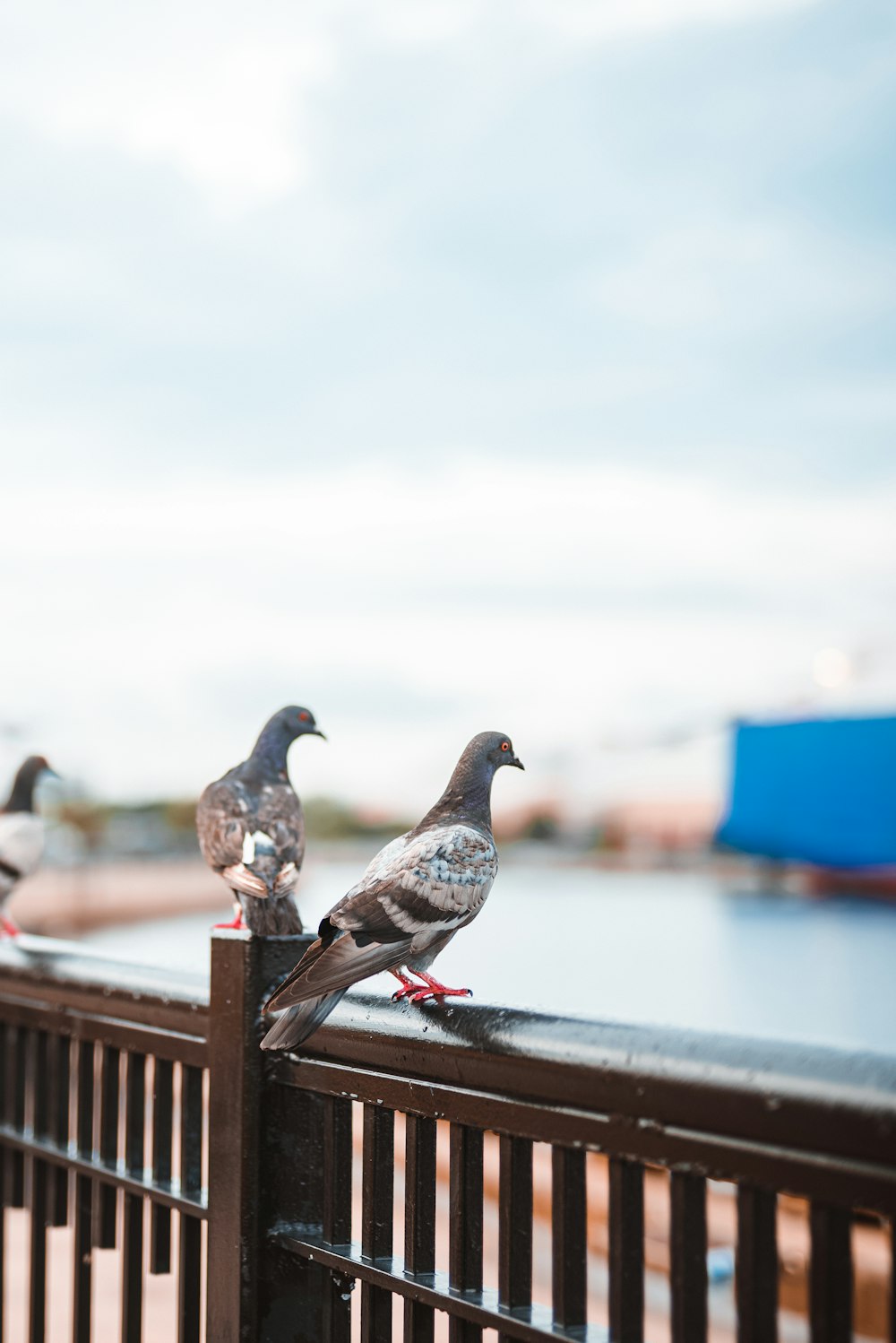 a group of birds sitting on top of a metal fence