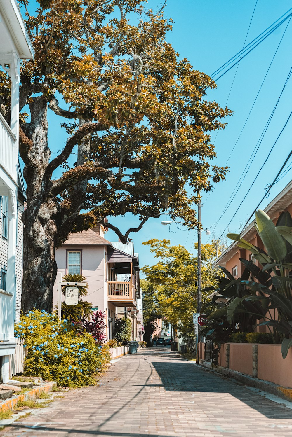 a street lined with houses and trees on a sunny day