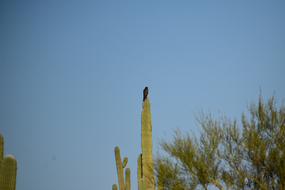 a bird perched on top of a tall cactus