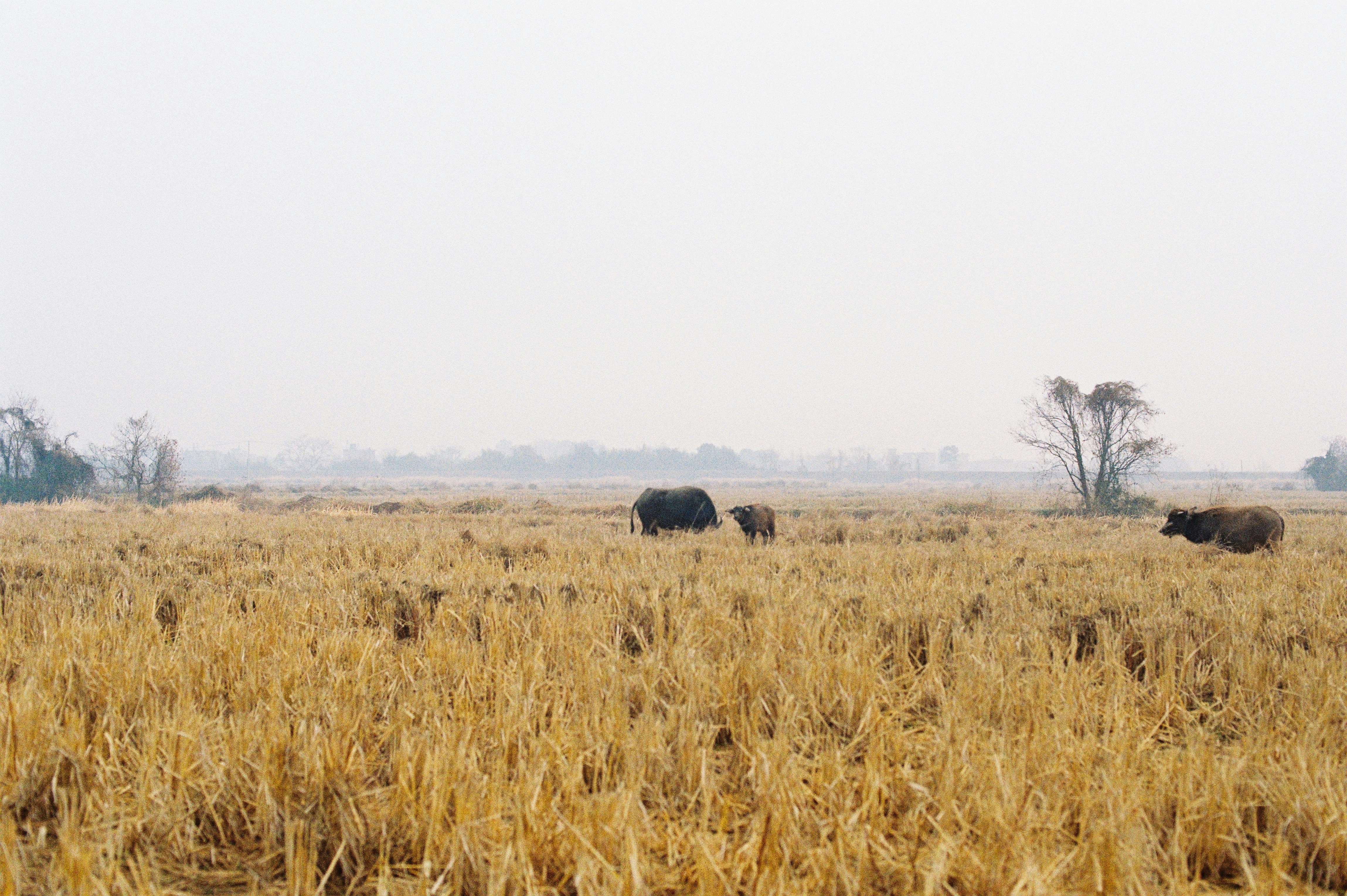 Photo by hausyang271