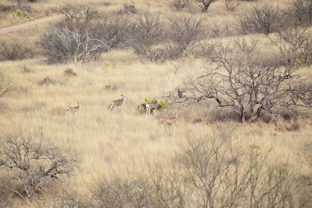 a herd of deer walking across a dry grass field