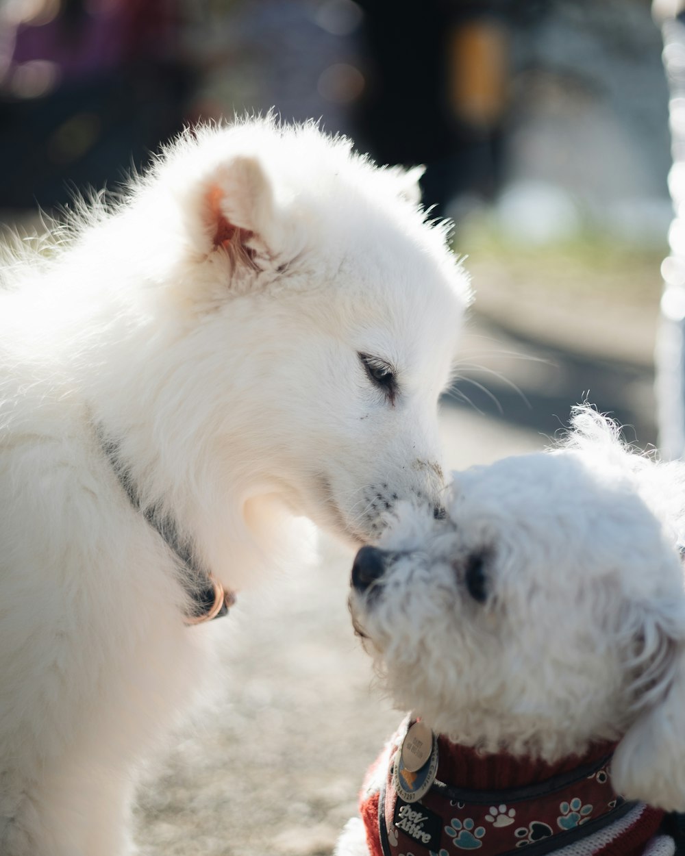 a white dog licking another white dog's face