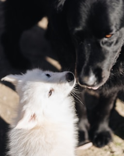 A fluffy white puppy is interacting closely with a larger black dog. The scene appears intimate and gentle, with the puppy gazing affectionately upwards. The lighting highlights the softness of the puppy's fur and the contrast between the two animals.