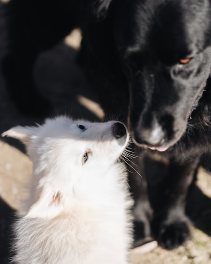 a black dog and a white dog are looking at each other