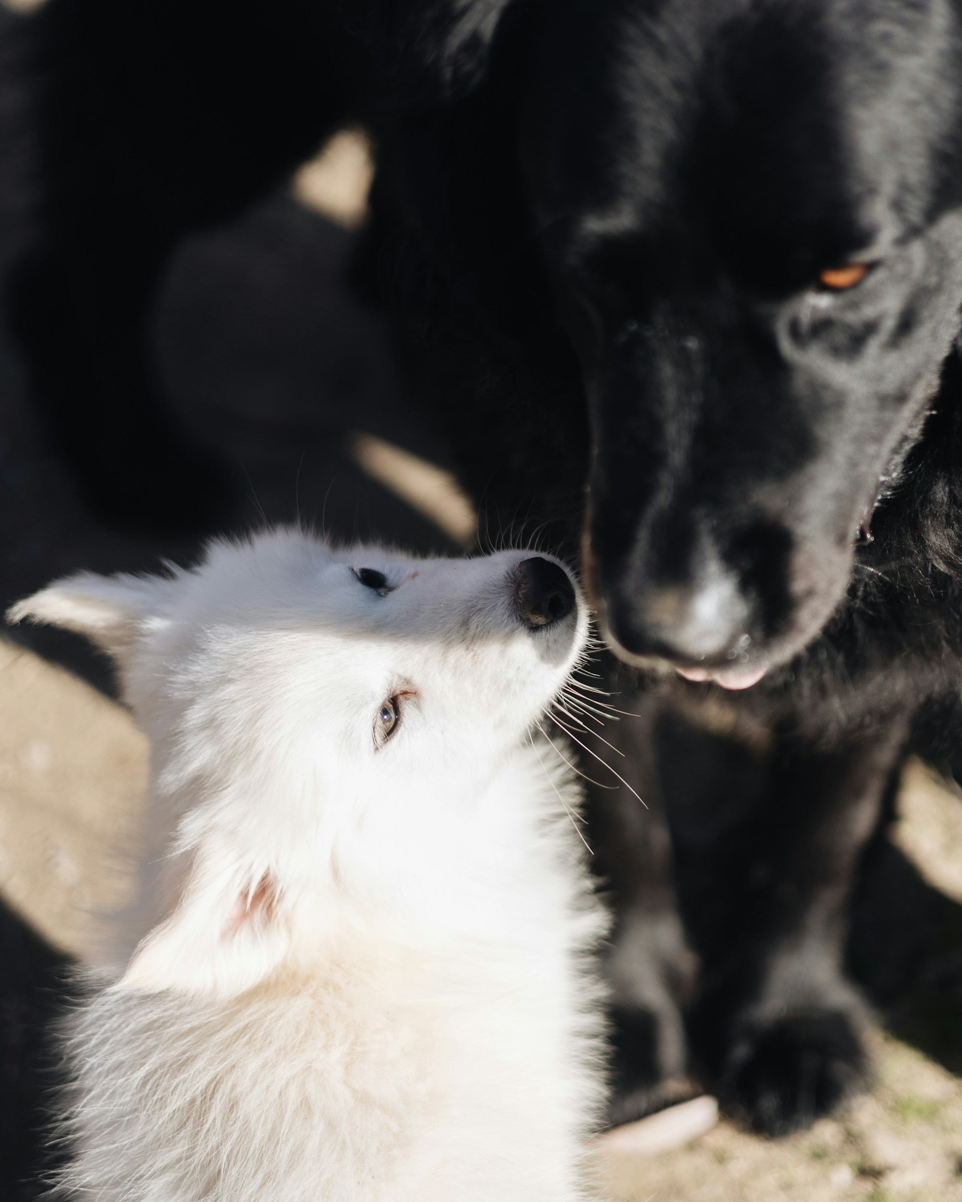 a black dog and a white dog are looking at each other