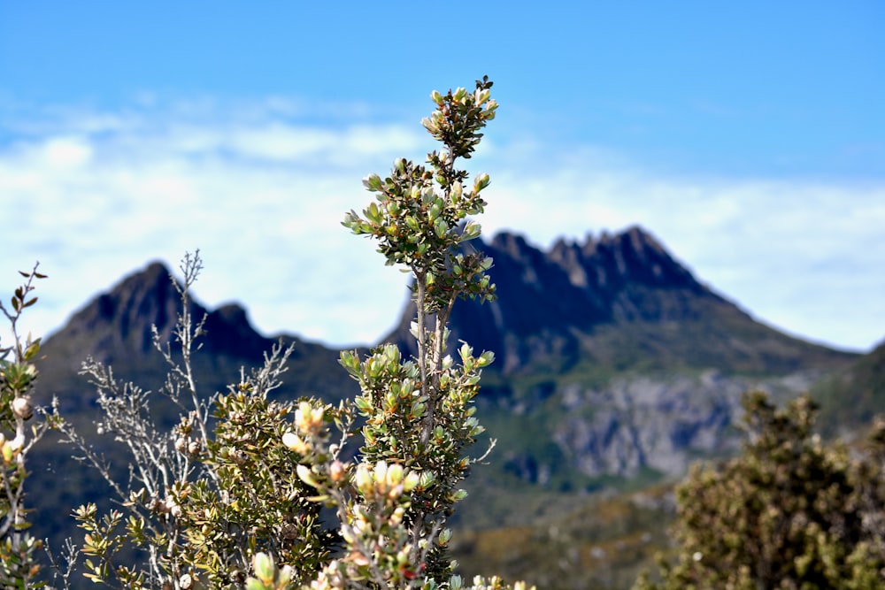 a view of a mountain range with a tree in the foreground