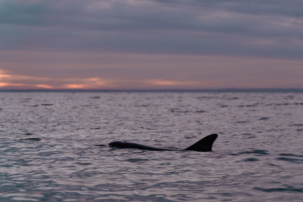 a shark swimming in the ocean at sunset