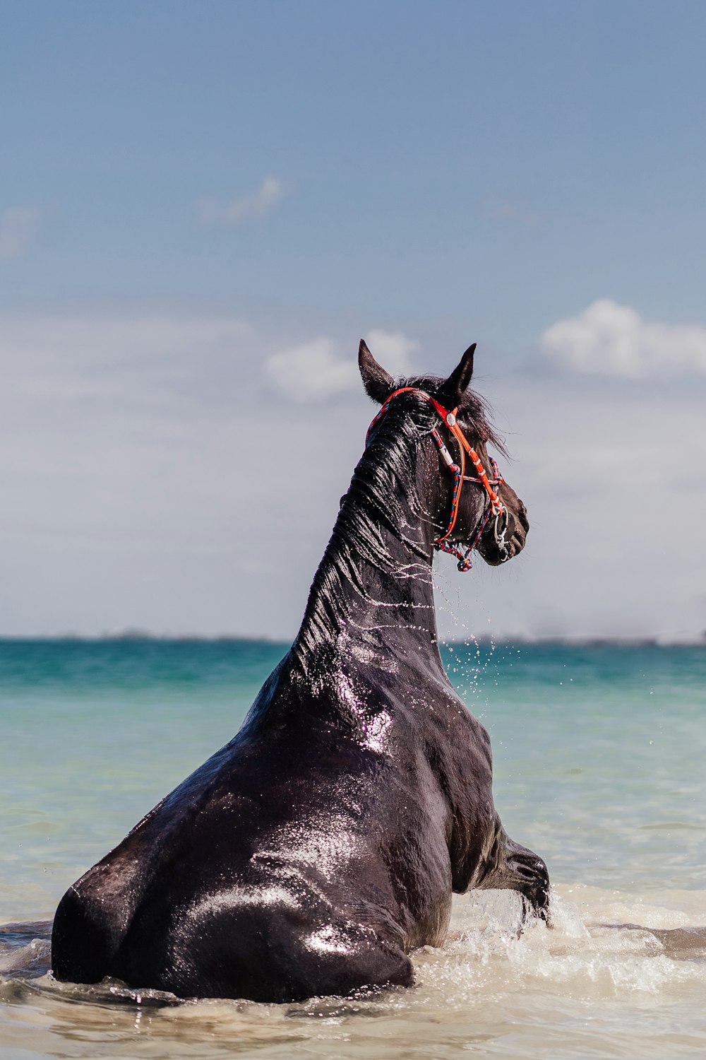 a horse sitting in the water on a beach