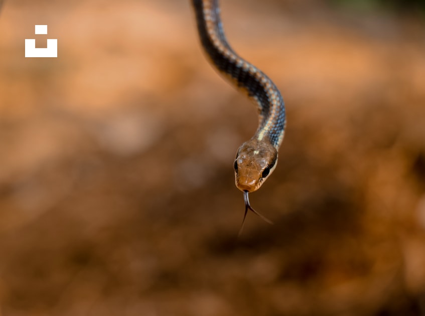 Foto zum Thema Eine braune Schlange mit einem schwarzen Streifen auf