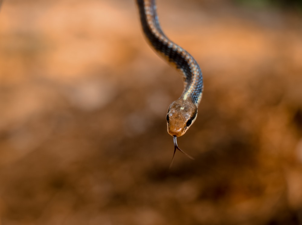 a brown snake with a black stripe on it's head