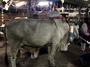 A large grey bull is adorned with colorful garlands, a red cloth around its neck, and horns painted in blue. The setting suggests a festive or ceremonial environment with hanging paper decorations and ambient lighting. There are people present partially visible near the bull.