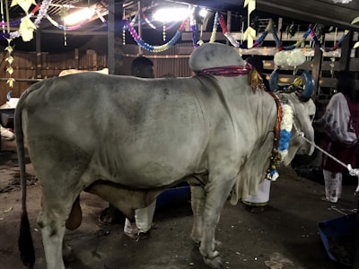 A large grey bull is adorned with colorful garlands, a red cloth around its neck, and horns painted in blue. The setting suggests a festive or ceremonial environment with hanging paper decorations and ambient lighting. There are people present partially visible near the bull.