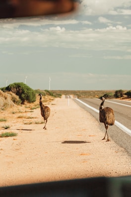 A family of emus wandering through the bushland under a bright blue sky.