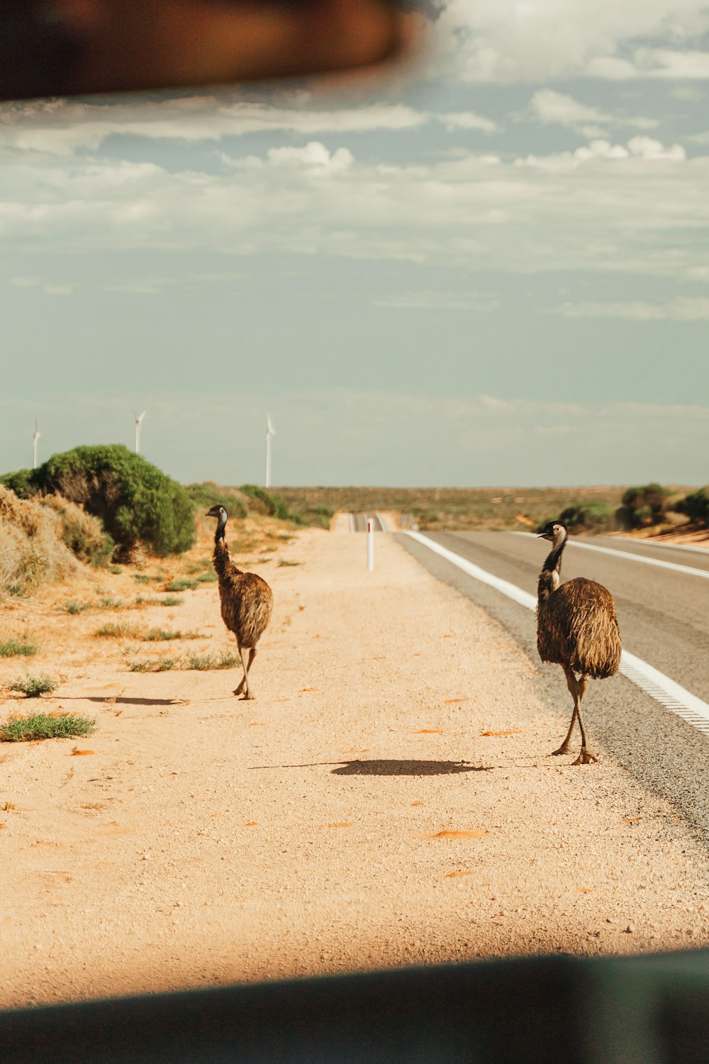 two ostriches walking on the side of the road