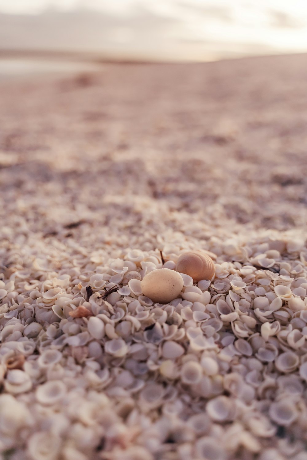 a couple of eggs sitting on top of a sandy beach