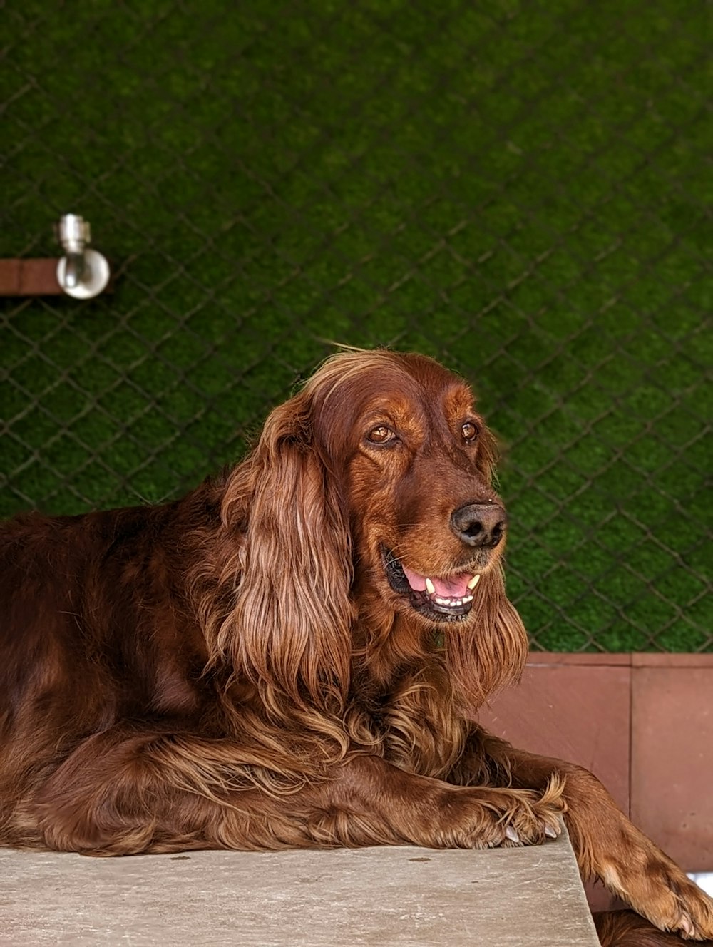 a brown dog laying on top of a wooden bench