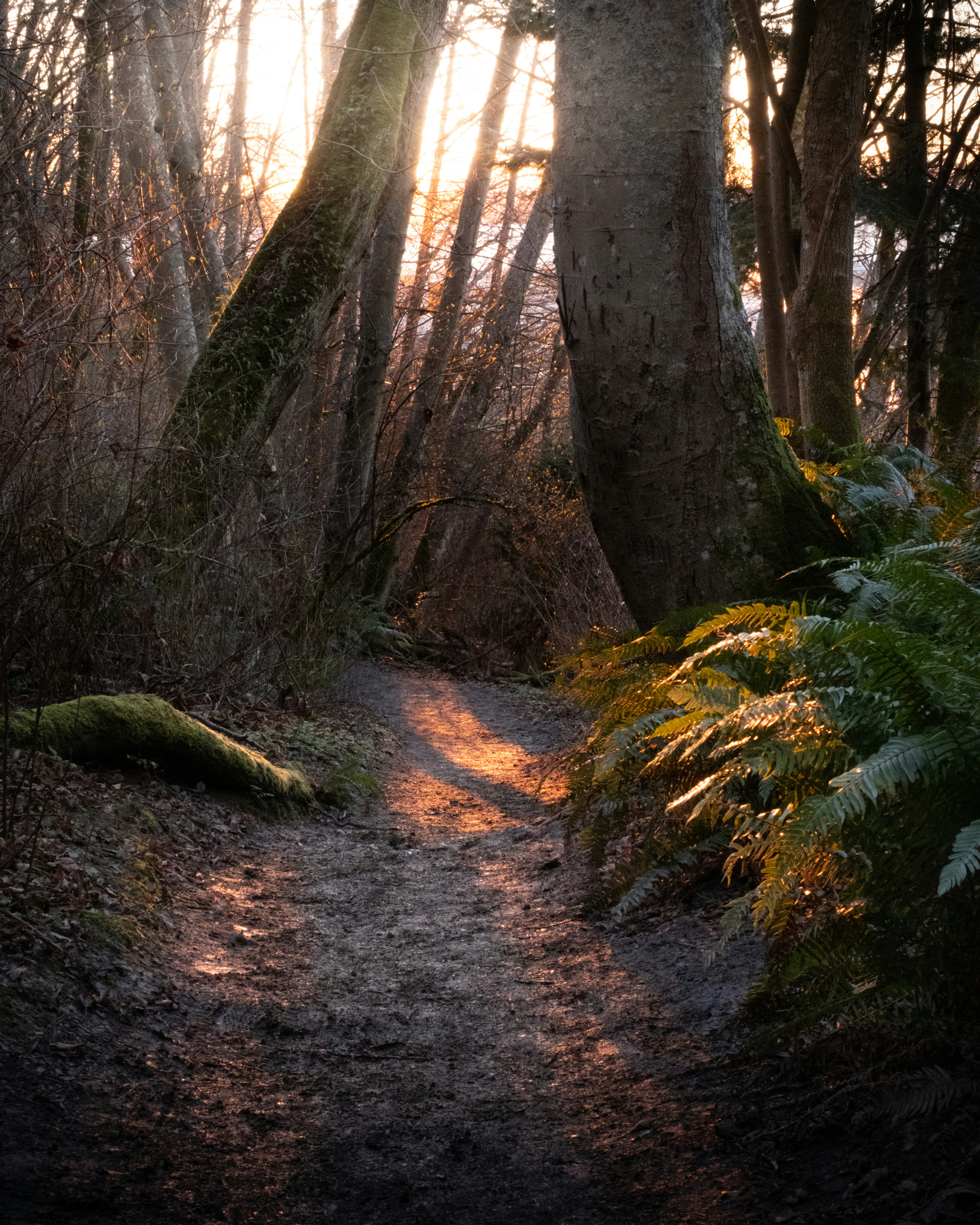 Sunlit Forest Path