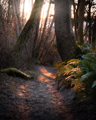 A winding forest path bathed in soft morning light with a hiker pausing to admire the view
