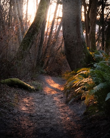 A nature walk path lined with tall trees and soft sunlight filtering through the leaves.